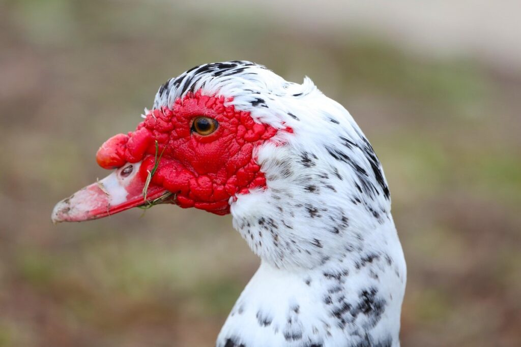 muscovy white duck