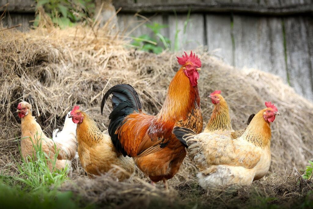 organic hen farming