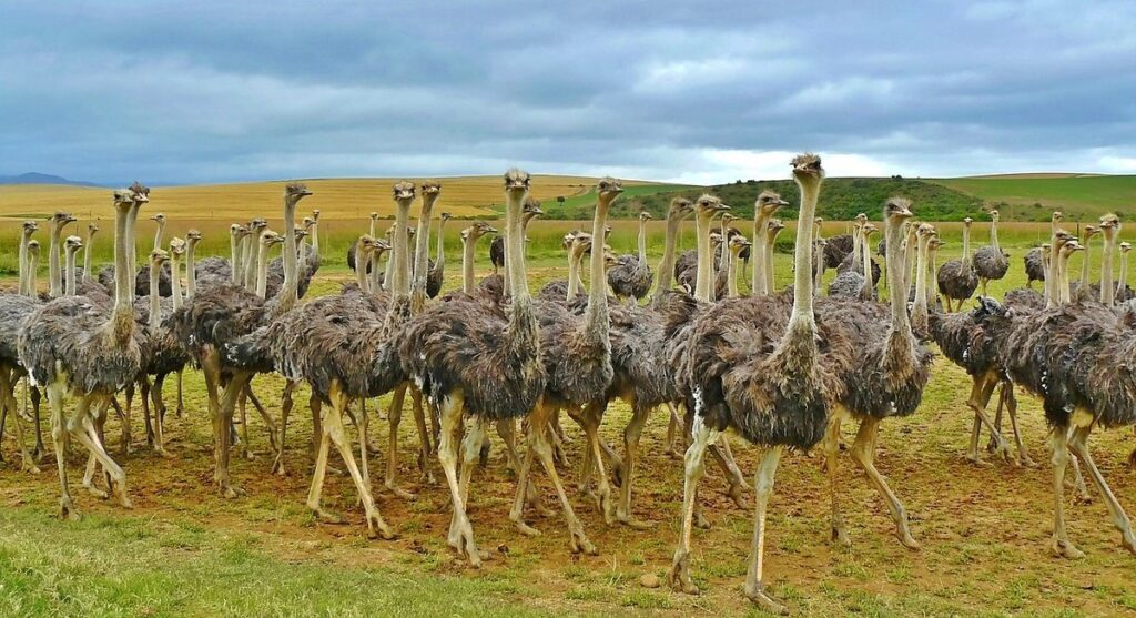 ostrich and eggs