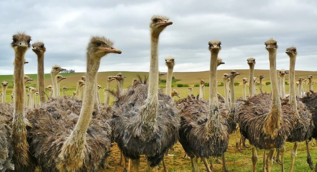 ostrich similar birds
