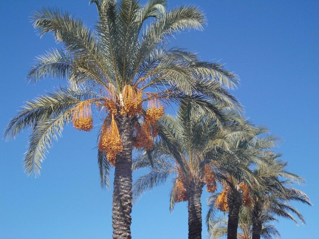 palm turkeys