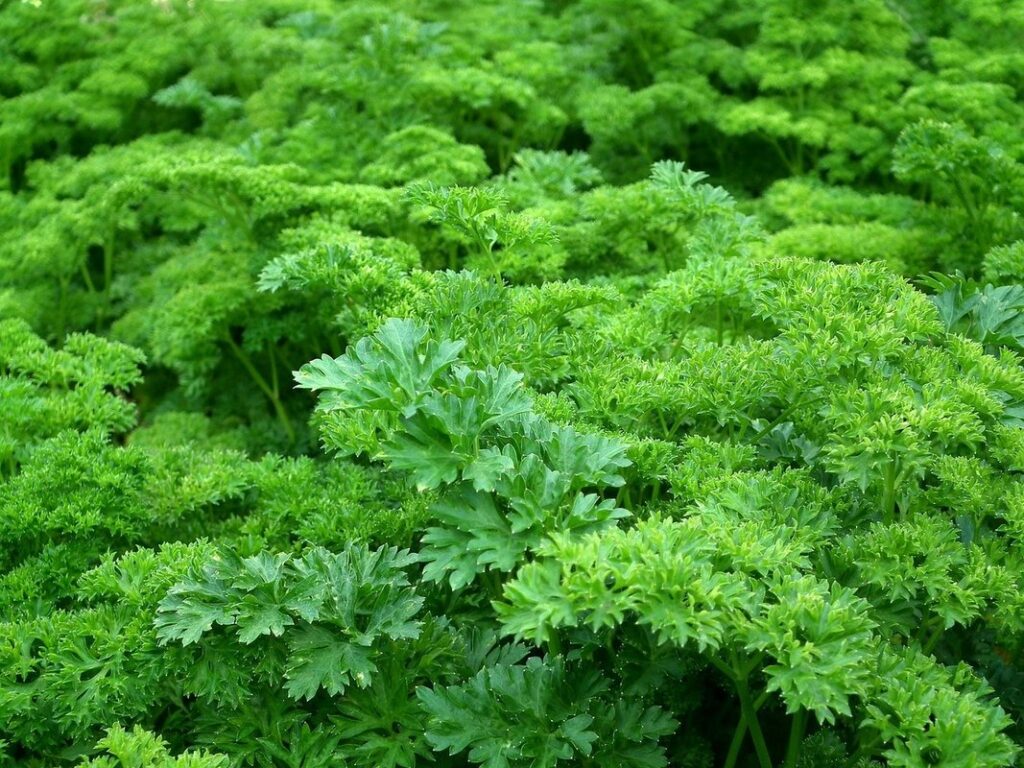 parsley for chickens