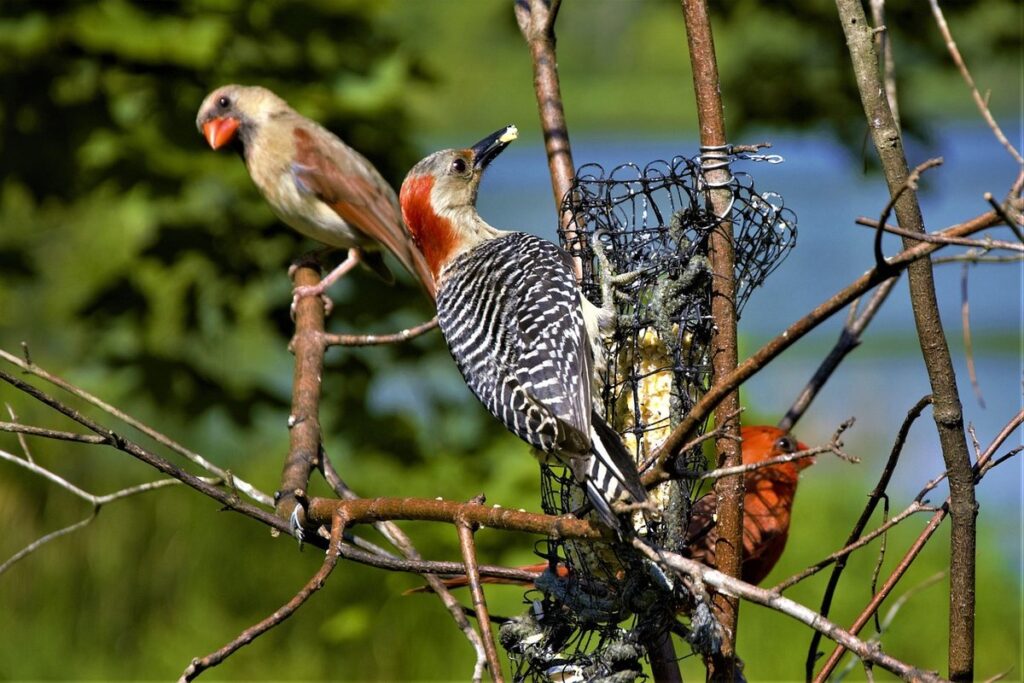 what does pecking order mean