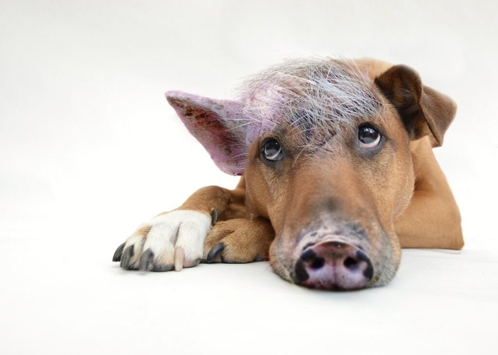 pigs farming for beginners