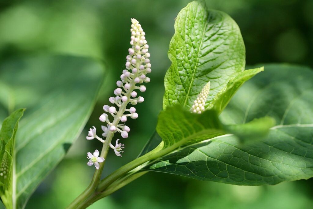 are pokeweed berries poisonous to chickens