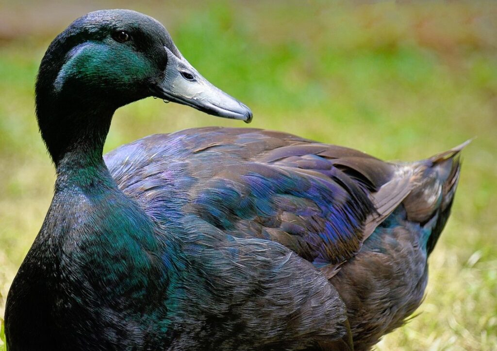 pomeranian duck