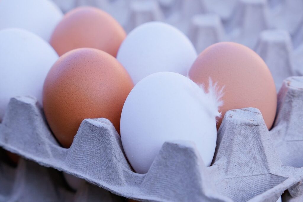 most productive egg laying chickens