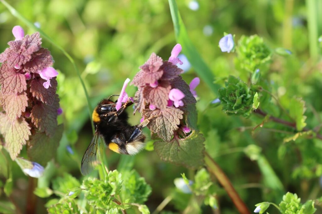 how to use purple dead nettle