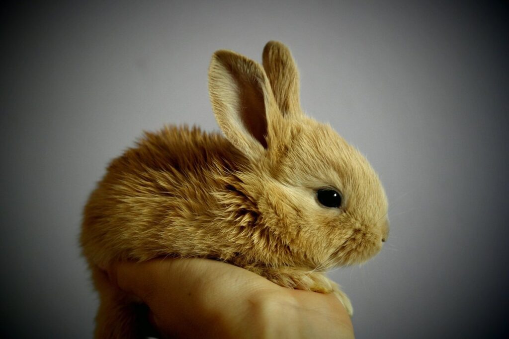 can rabbits and ducks live together