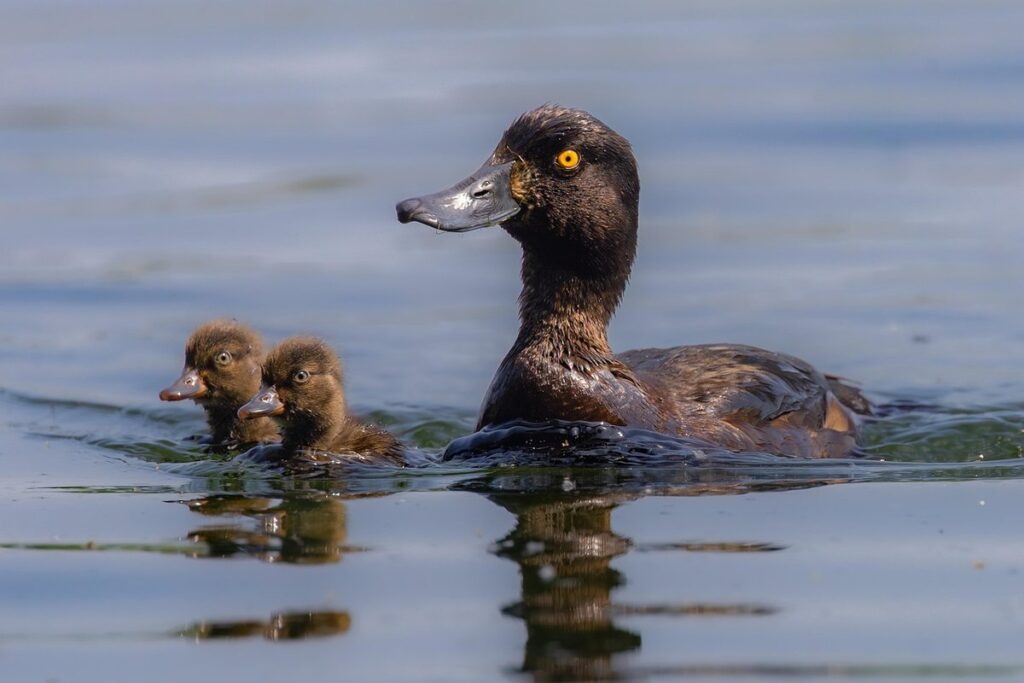 raising baby ducks