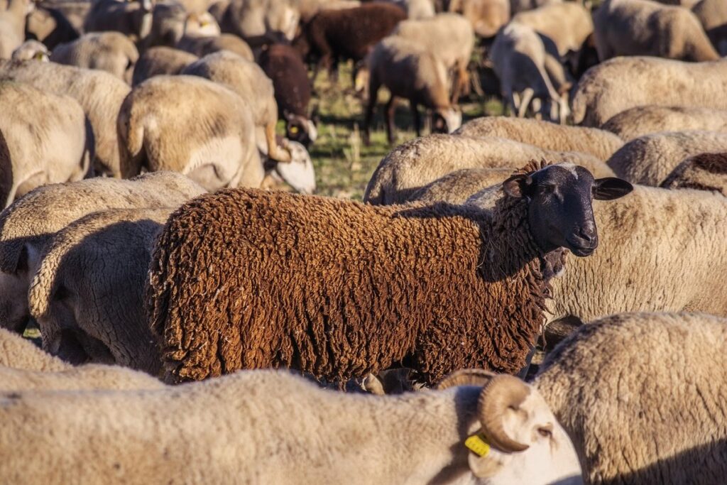 raising meat sheep