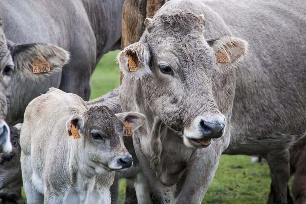 raising of animals