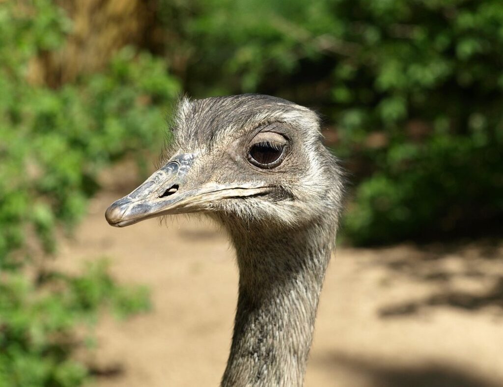 rhea bird