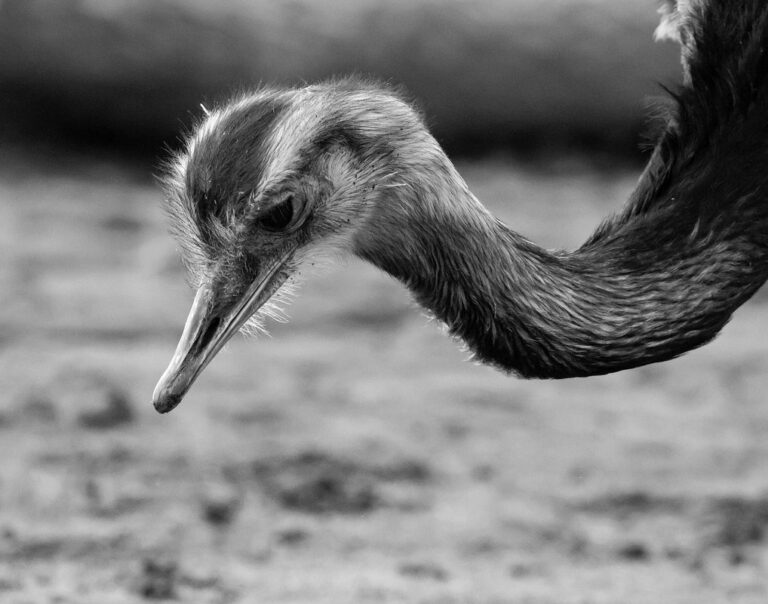rhea vs emu