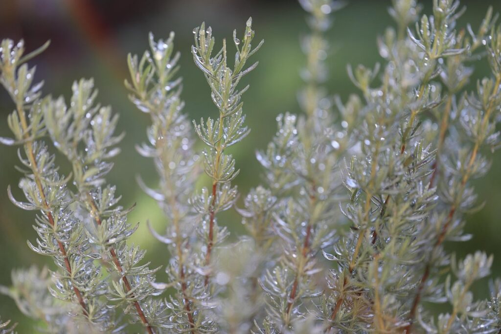 rosemary for chickens