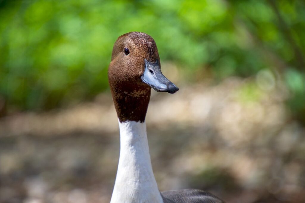 rouen duck breed