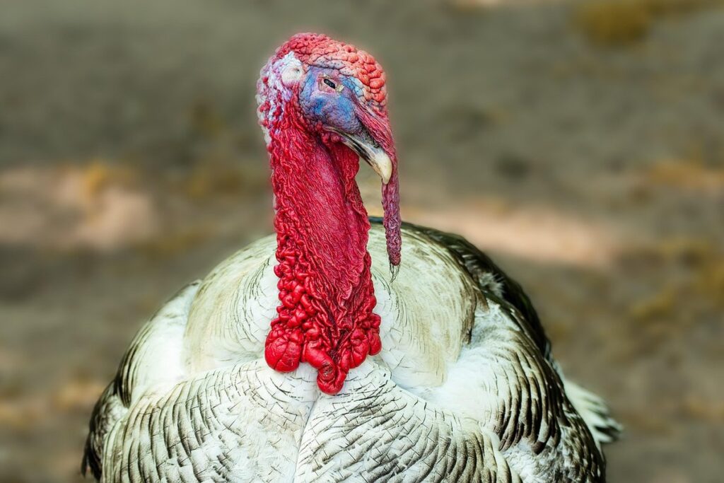 royal palm turkey