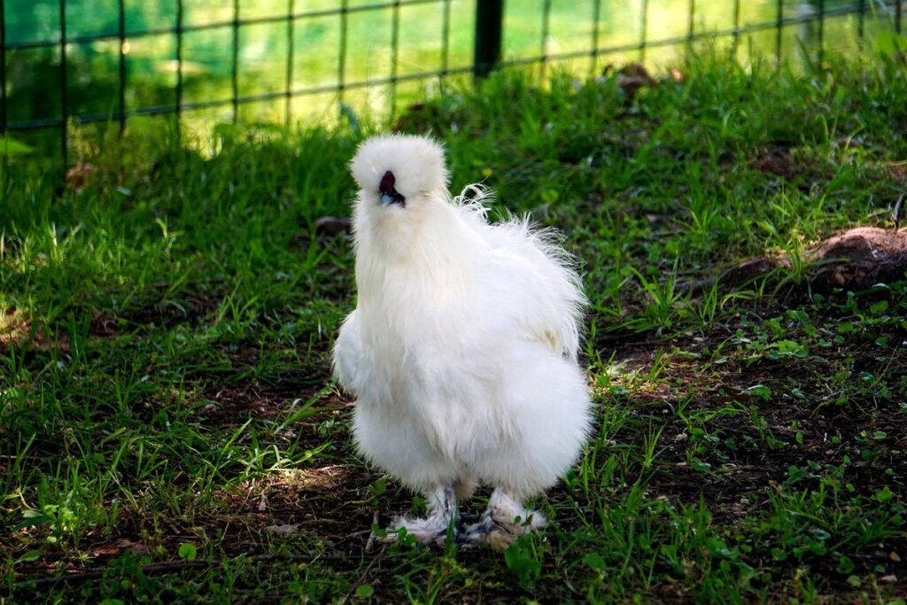 silkie bantam