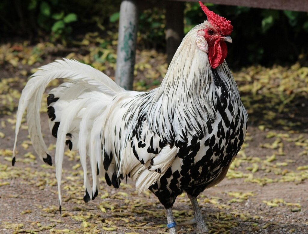 silver dorking chickens