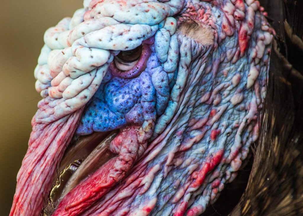 turkey bird wild