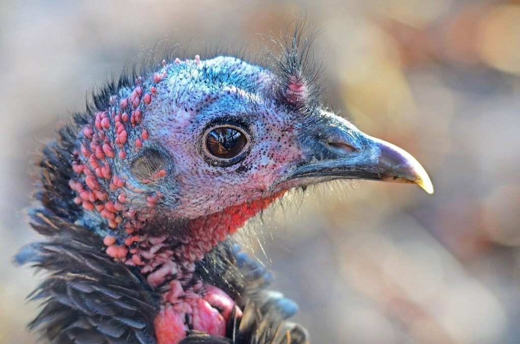turkey fowl
