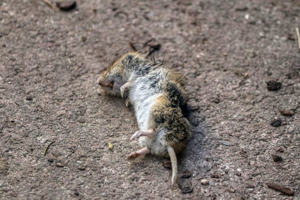 vermin control in chicken coops