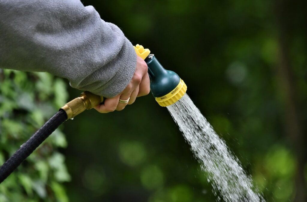 watering chickens