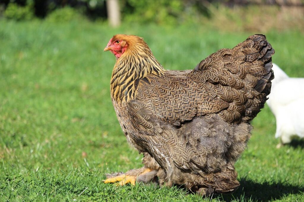 white brahma