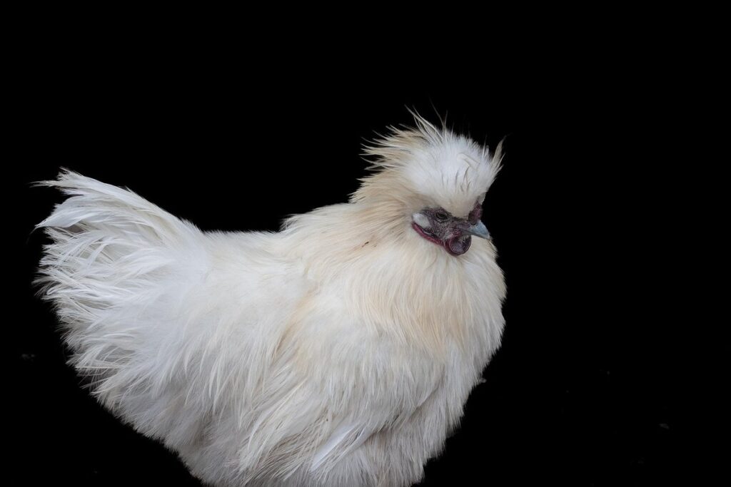 White chicken breeds