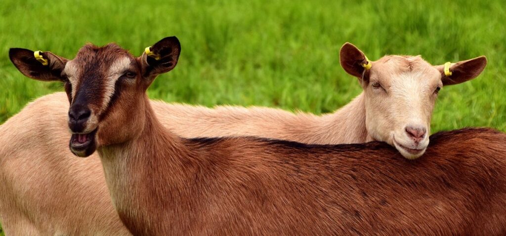 why raise goats