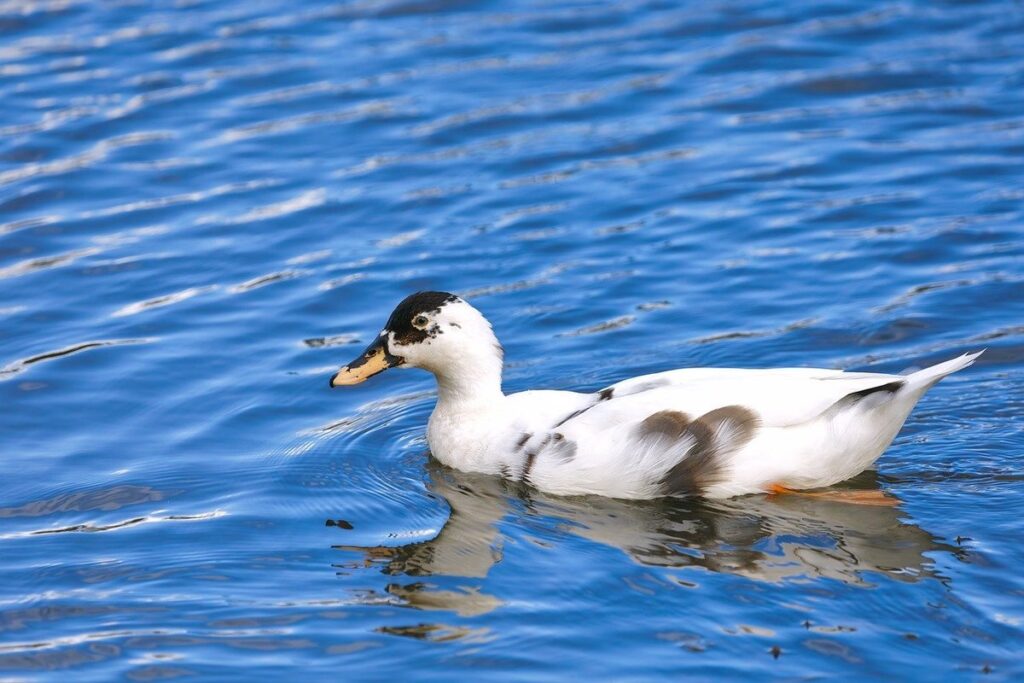 ancona ducks