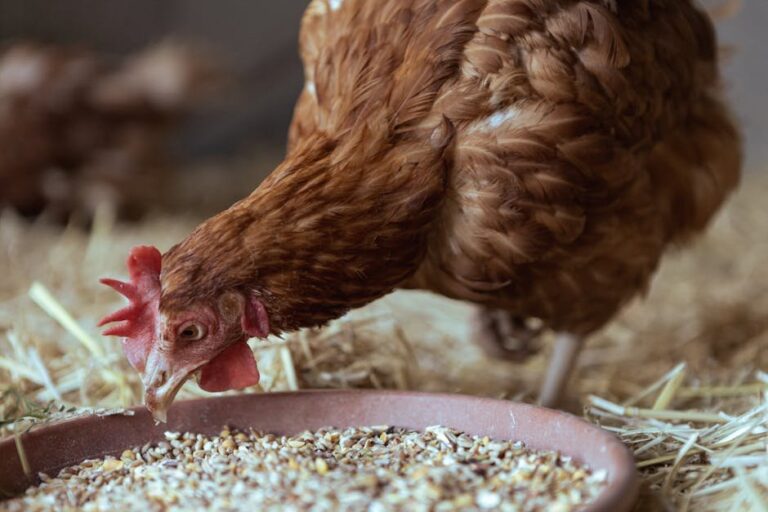 apple seeds and chickens