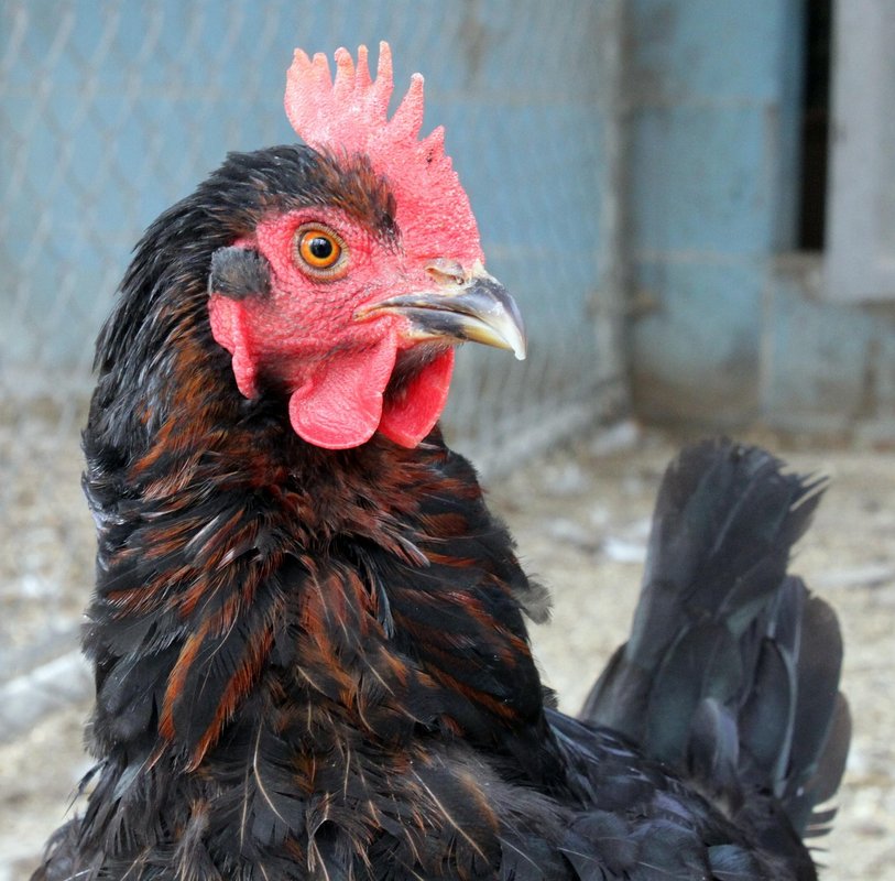australorp chicken hen
