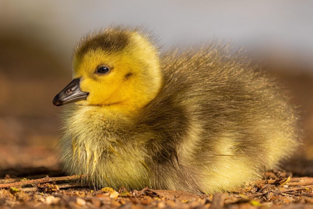 baby goose