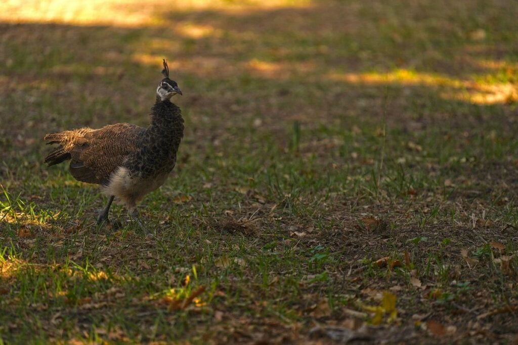 baby peacock
