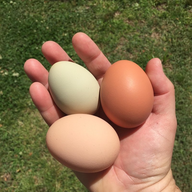 backyard eggs
