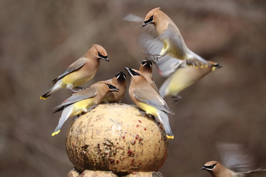 avian influenza backyard flocks