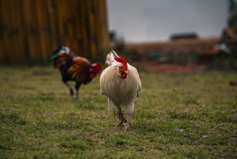 free range chickens safety