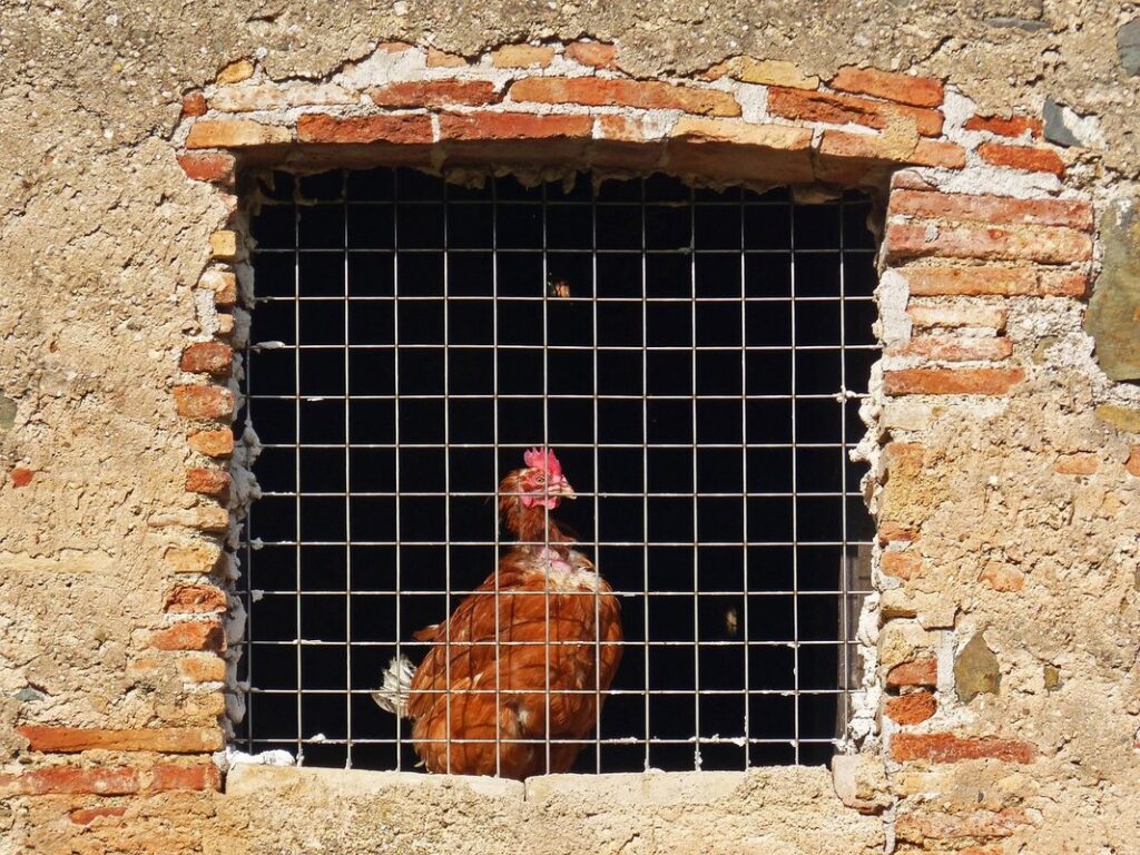 plymouth rock barred hens
