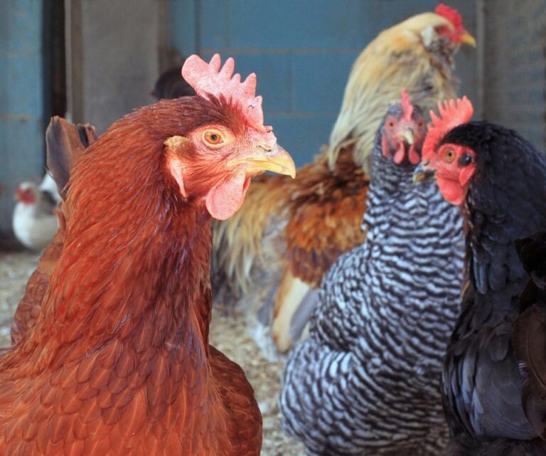 barred rock chicken roosters