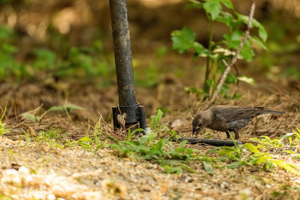 turkey mites and lice