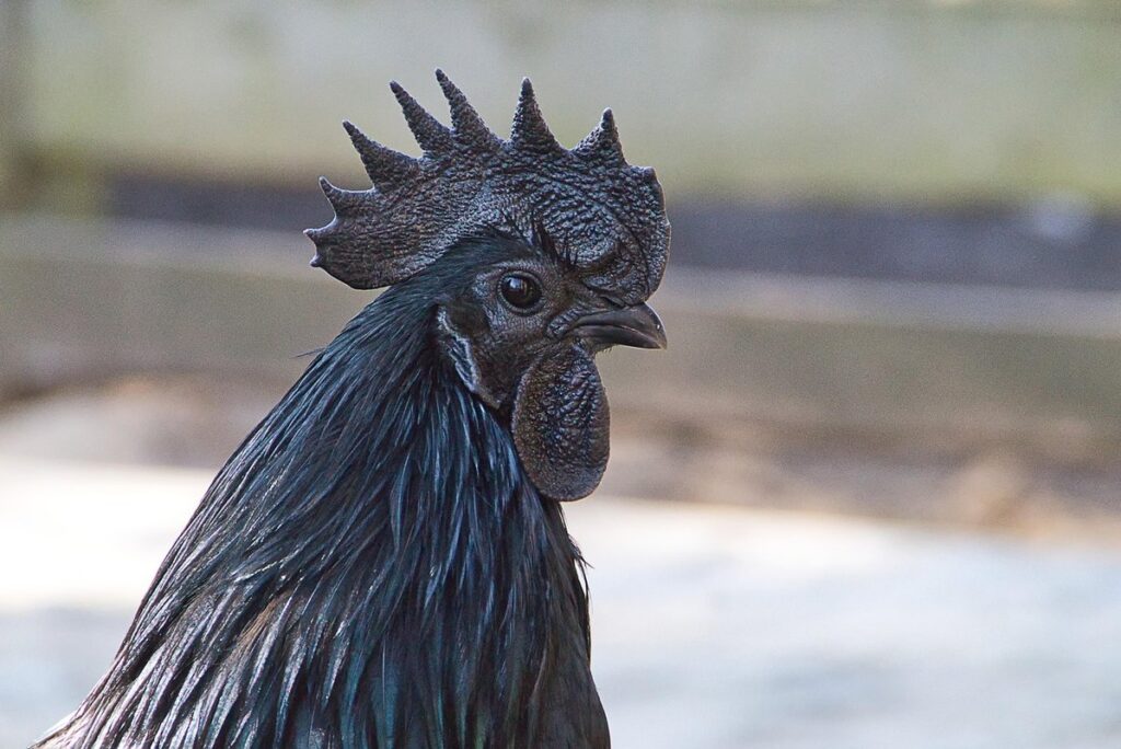 all black chicken with red comb