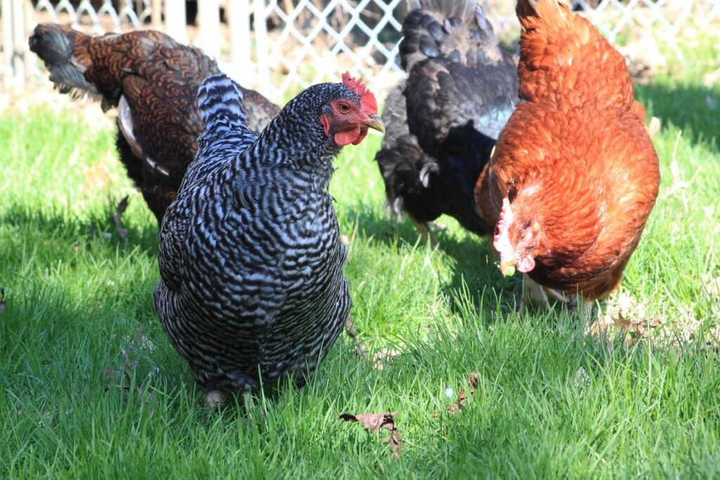 black rock chicken