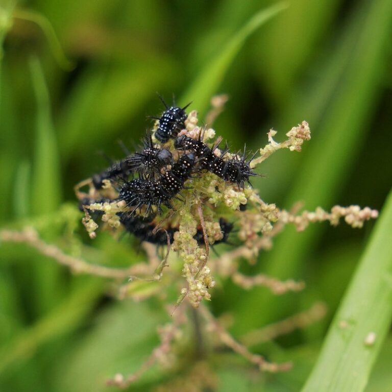 black soldier fly larvae for chickens