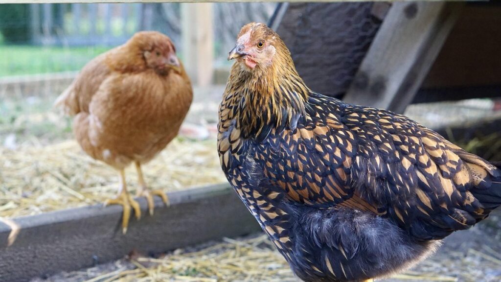 black wyandotte chicken