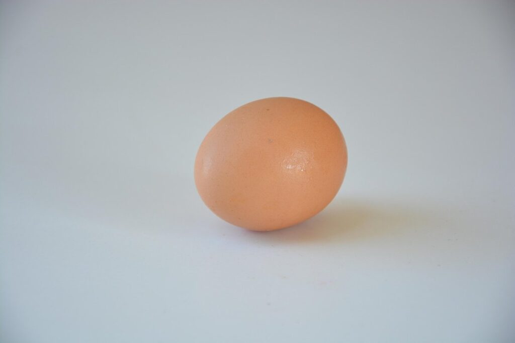 blue egg chickens