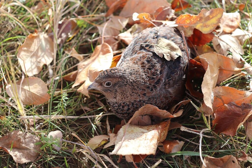 quail egg fertility testing