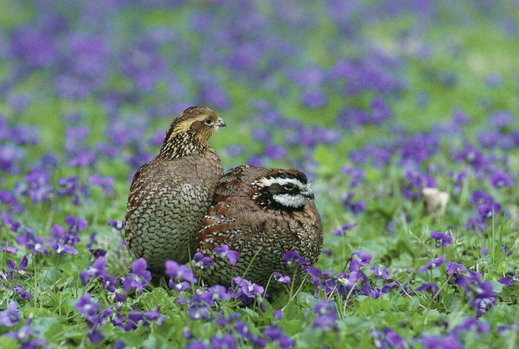 bobwhite quail