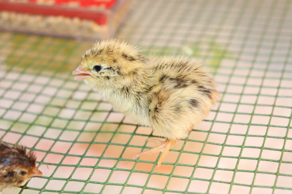 bobwhite quail chicks