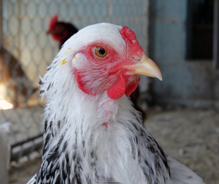 brahma chicken black